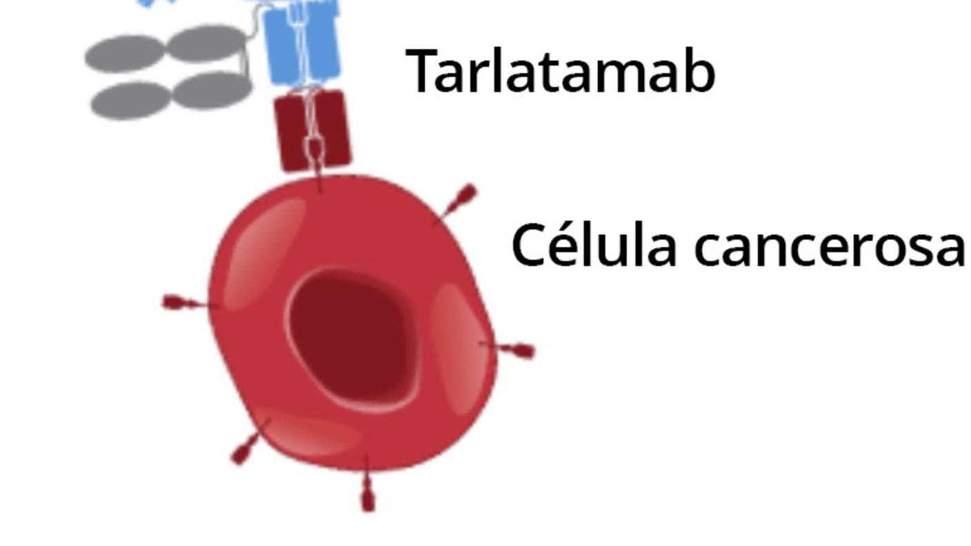 Ilustración que muestra la unión del medicamento tarlatamab (en azul, rojo y gris); de un lado con una célula cancerosa (en rojo) y del otro lado con una célula T (en azul).