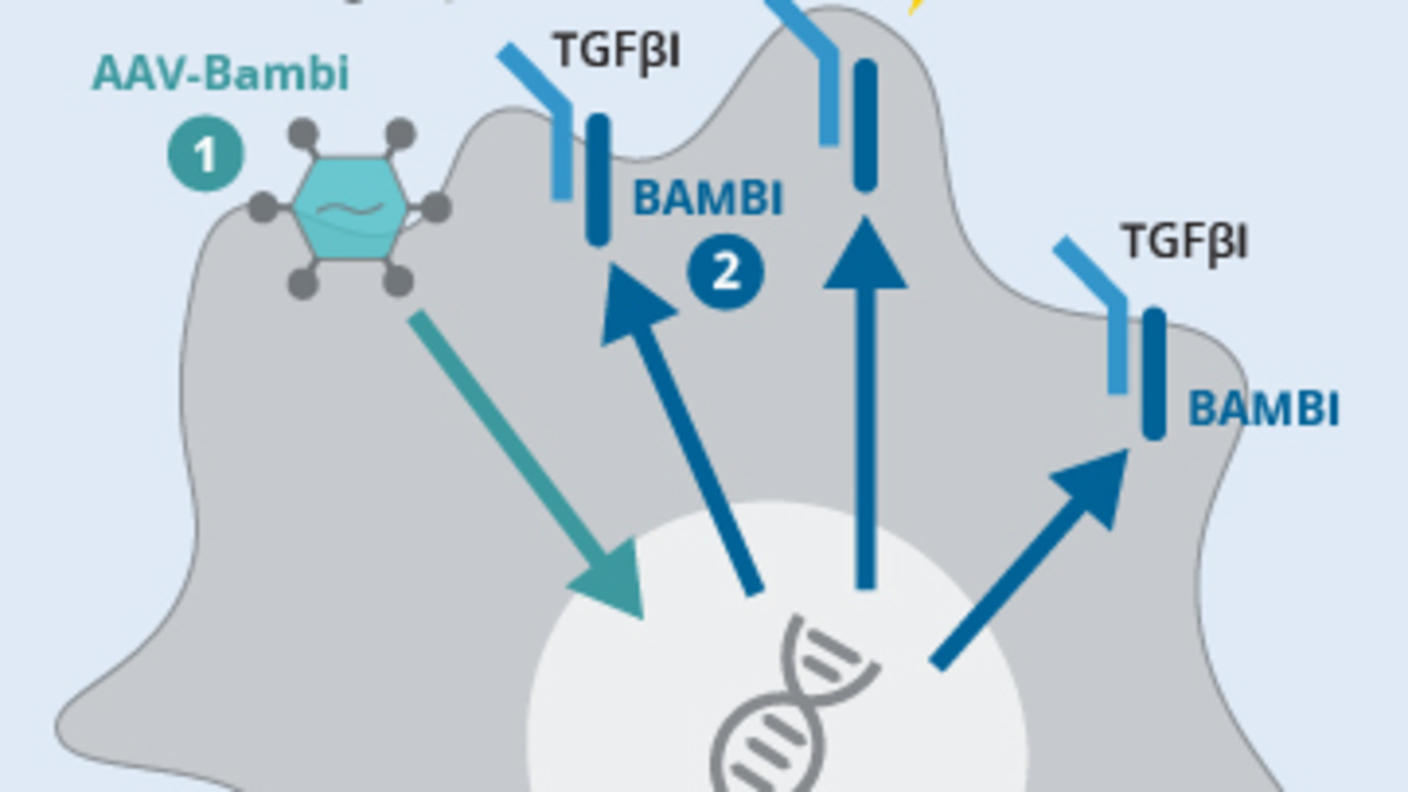 An illustration depicting how gene therapy increases the amount of BAMBI in cells.