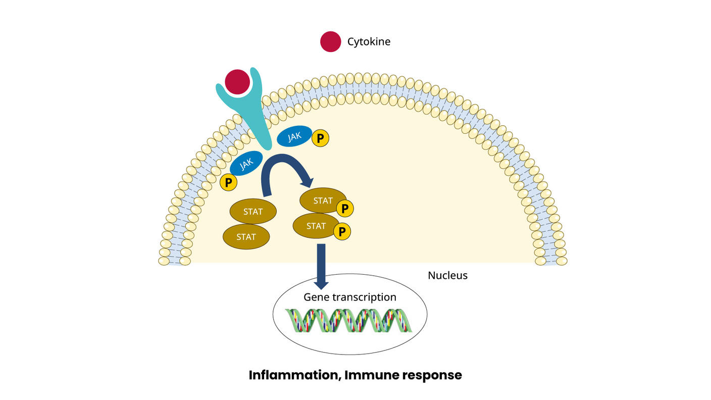 An illustration of a cytokine binding to a receptor on the cell surface and how it causes JAK proteins inside the cell to cause gene transcription. 