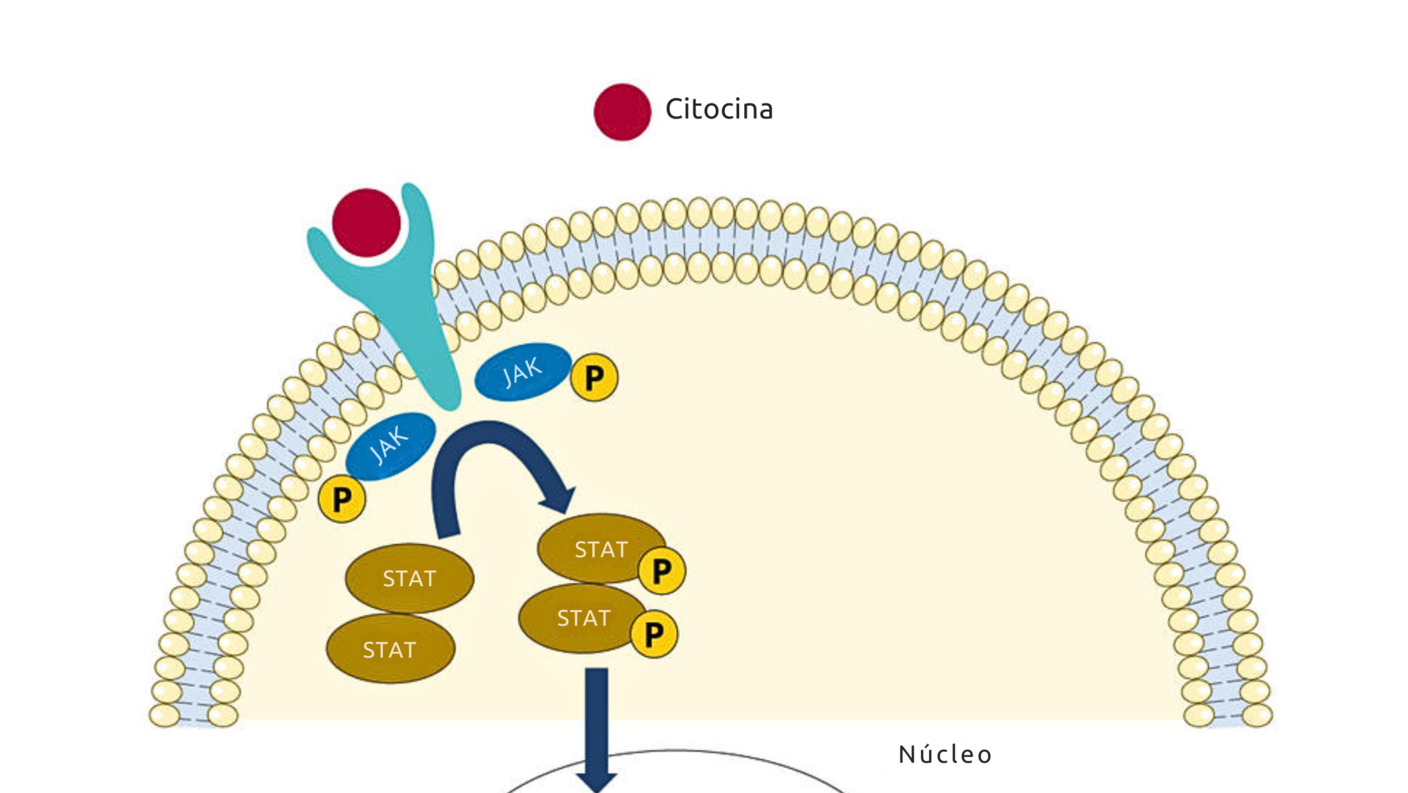 Ilustración que muestra cómo una citocina se une a un receptor en la superficie celular y causa que las proteínas JAK dentro de la célula transcriban el gen.