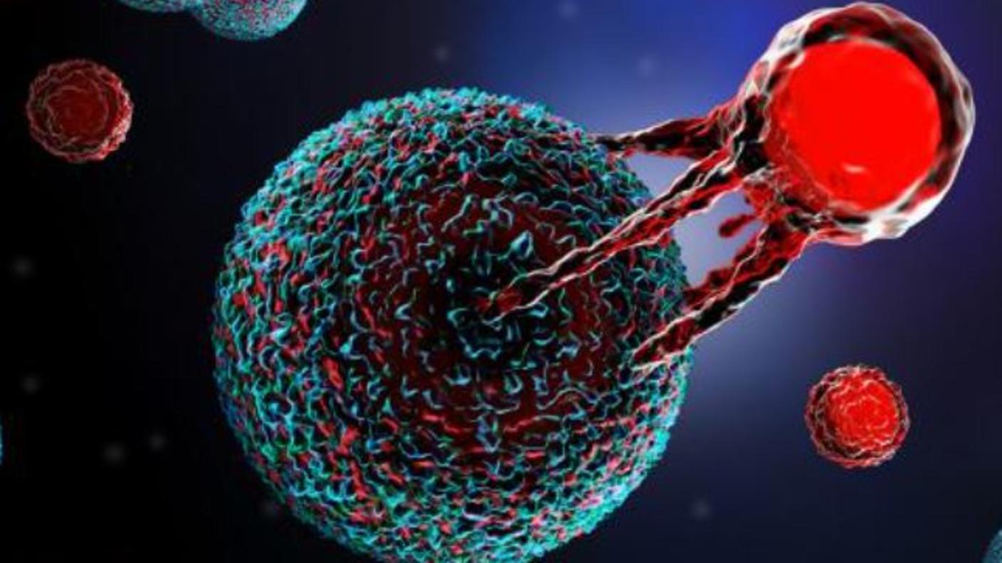 An illustration of a T cell, depicted in bright red, with long tentacle-like appendages grabbing onto a cancer cell, depicted in red and blue.