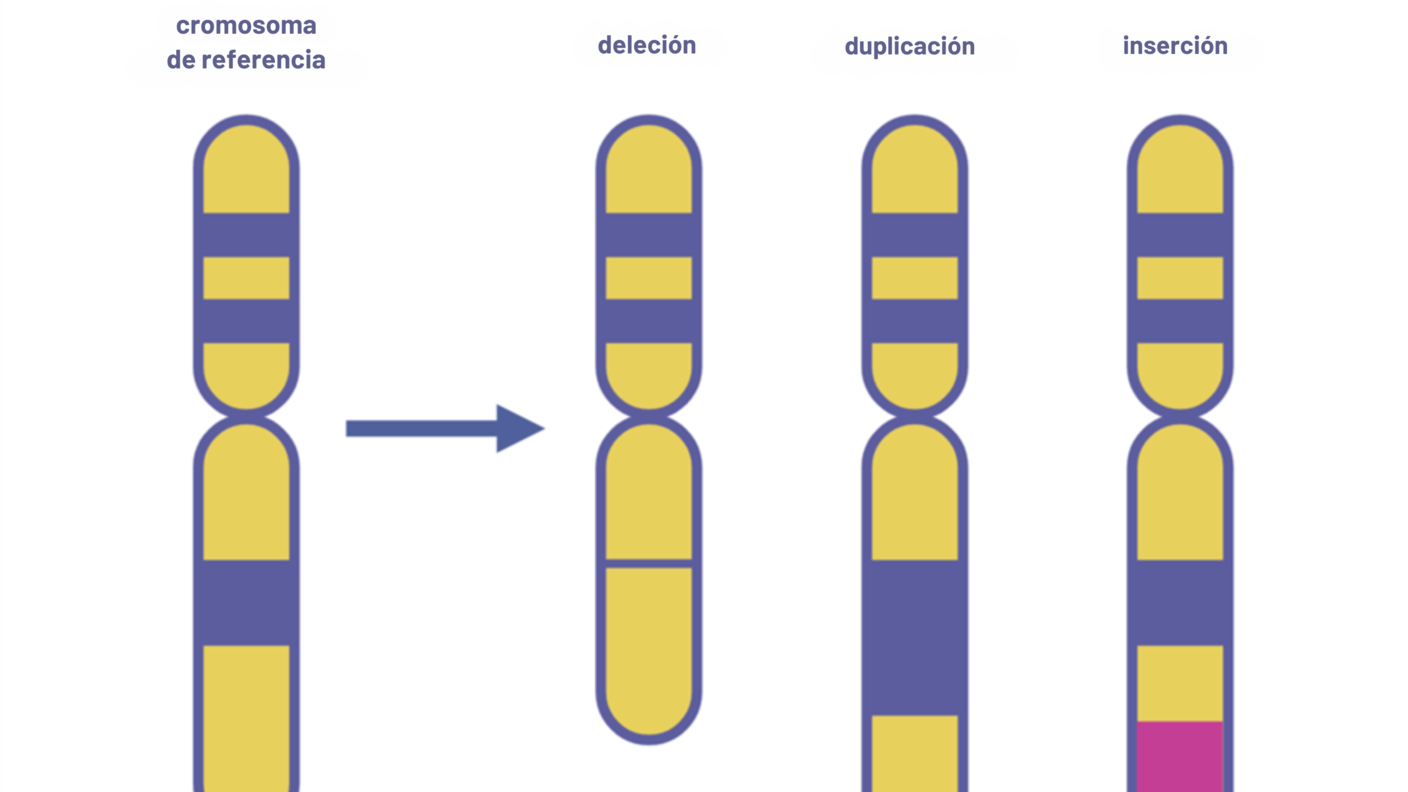 Cuatro hileras de cromosomas que muestran un original sin cambios (cromosoma de referencia) y tres con variantes llamadas deleción, duplicación e inserción.