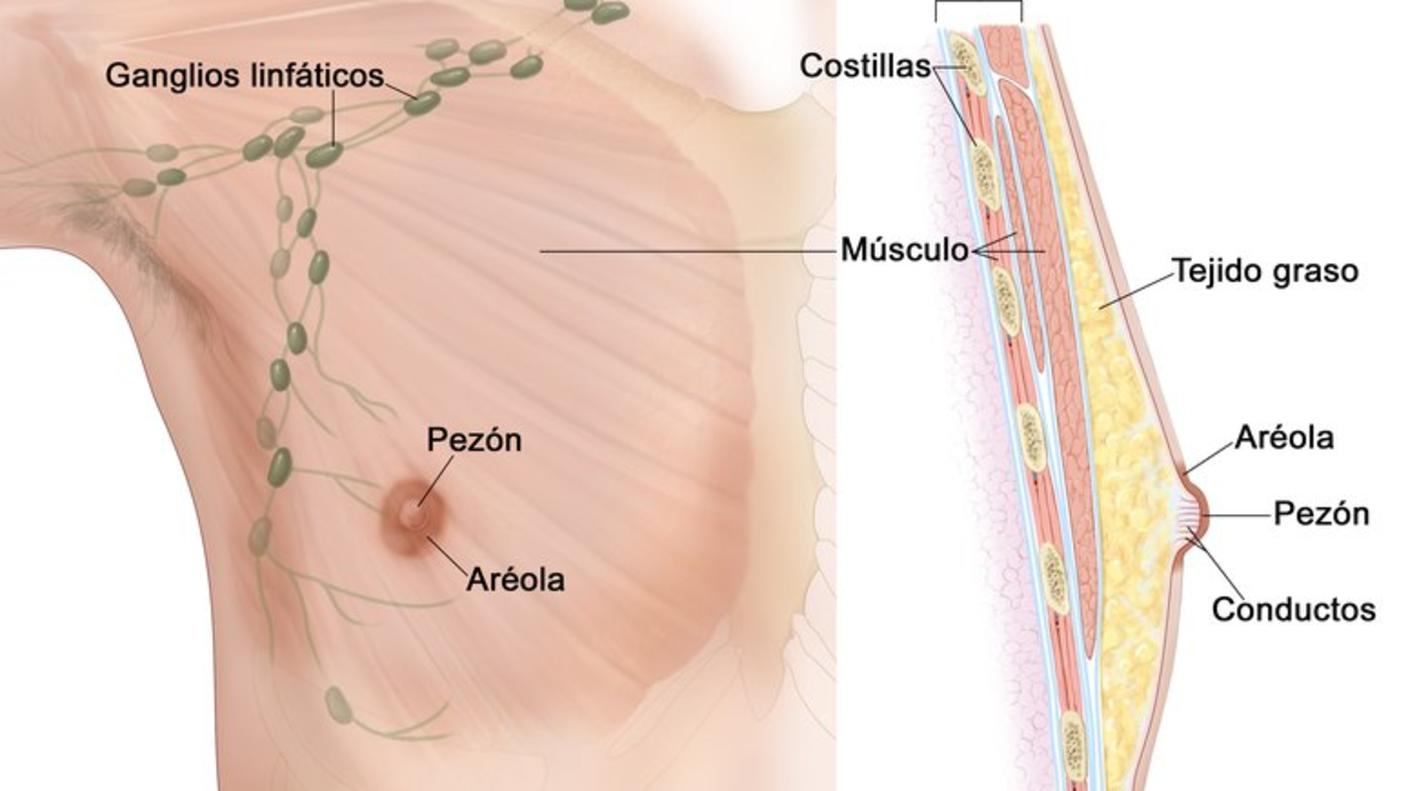 En el dibujo se observan la anatomía de la mama masculina. A la izquierda, se muestra la vista frontal de la mama y se señalan los ganglios linfáticos, el pezón, la aréola y el músculo. A la derecha, se muestra la vista lateral de la mama y se señalan la pared torácica, dos costillas, varios músculos, el tejido graso, dos conductos, el pezón y la aréola.
