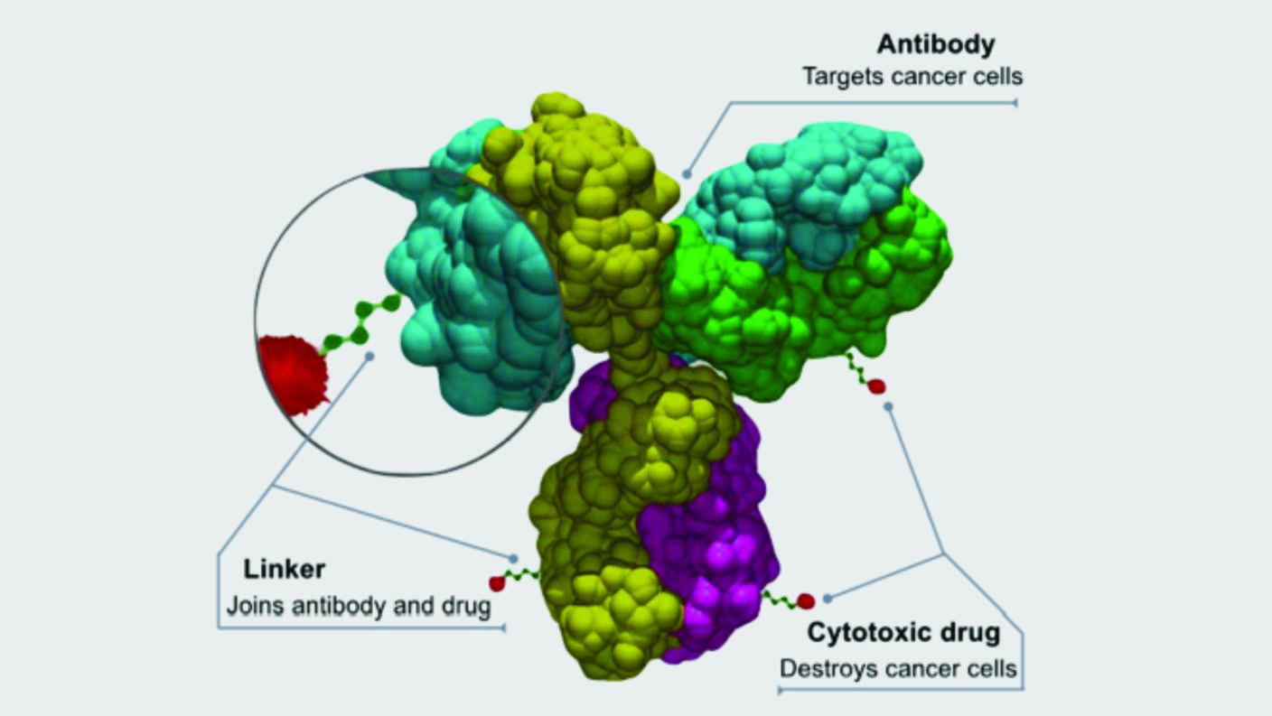 Diagram of an antibody-drug conjugate (ADC) showing three labeled components: an antibody (colorful Y-shaped protein structure) that targets cancer cells, a linker chain that joins the antibody to the drug, and a cytotoxic drug (red molecule) that destroys cancer cells.