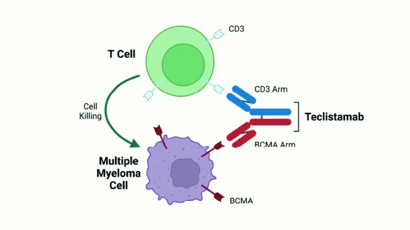 Diagram illustrating the mechanism of Teclistamab, a bispecific antibody. It connects a T cell to a multiple myeloma cell. This connection facilitates cell killing, as indicated by an arrow from the T cell to the myeloma cell.