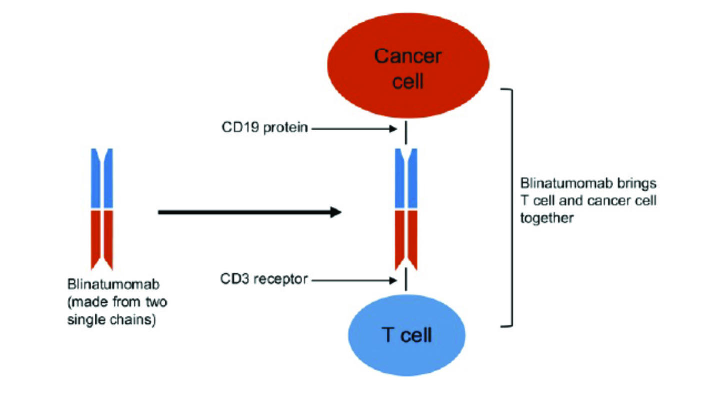 Illustration showing how blinatumomab brings a T cell and cancer cell together.