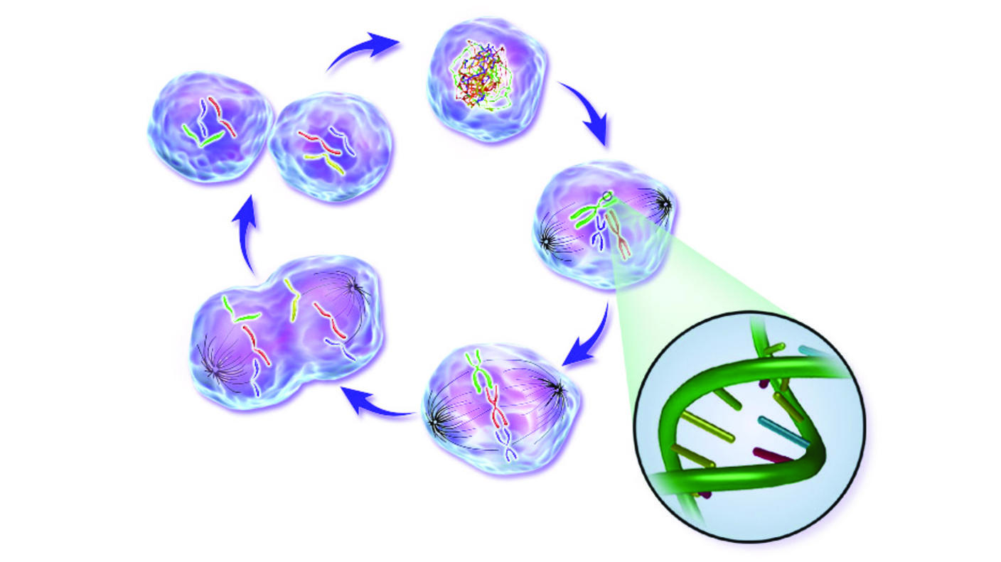 An illustration of phases of the life cycle of a normal cell