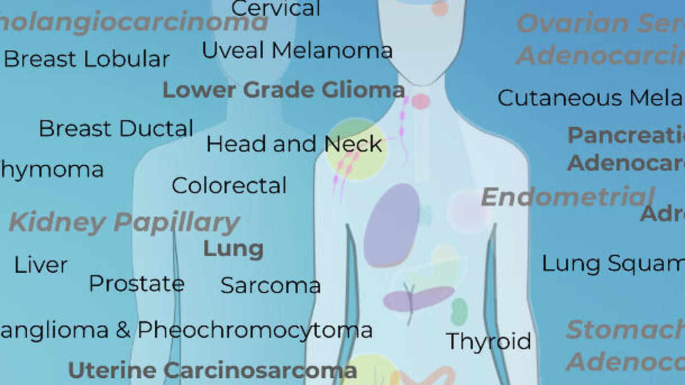Image of a transparent body that you can see colored organs in with a shadow and words with different types of cancers around it