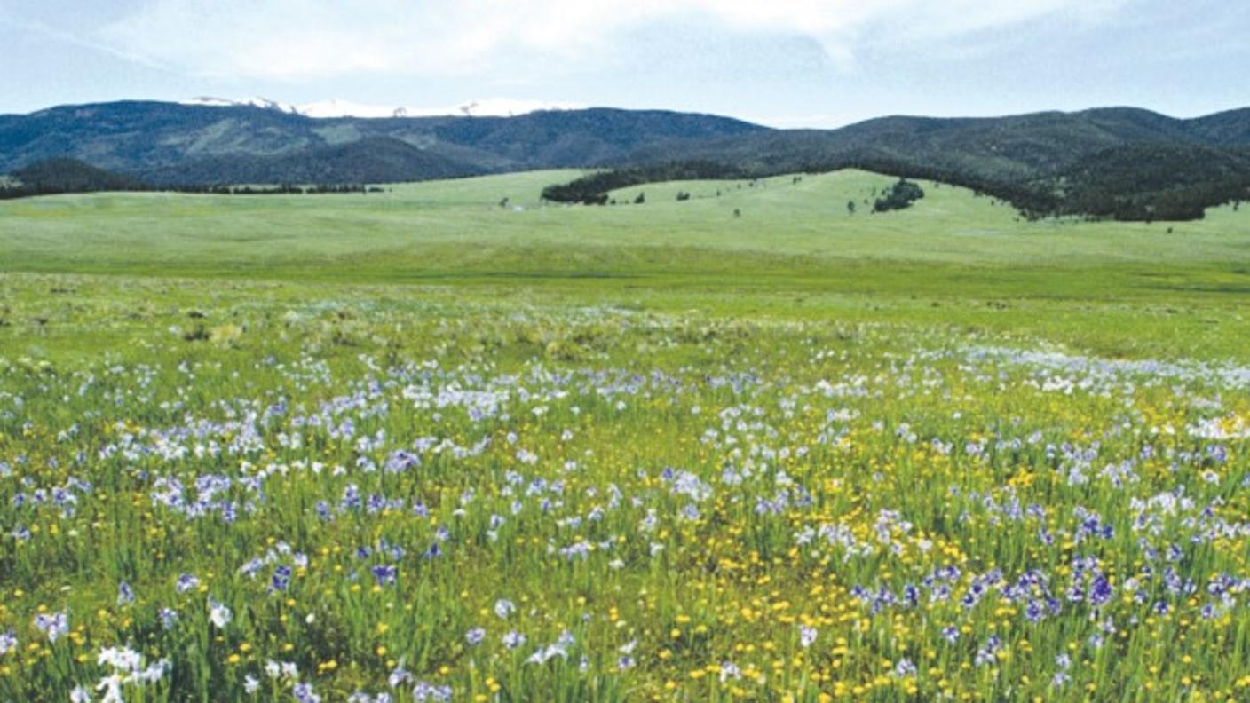 Cover image for a publication by the National Cancer Institute titled "Cancer Pain Control: Support for People with Cancer." The background features a scenic field of wildflowers with rolling hills and a clear sky.