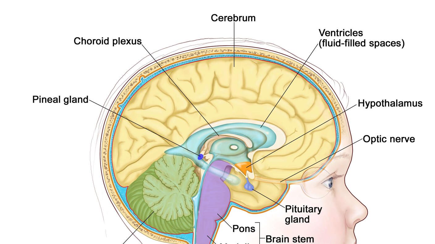 An illustrated cross section of a child’s brain, labeling the choroid plexus, cerebrum, ventricles, hypothalamus, optic nerve, pituitary gland, brain stem (pons and medulla), spinal cord, cerebellum, and pineal gland.