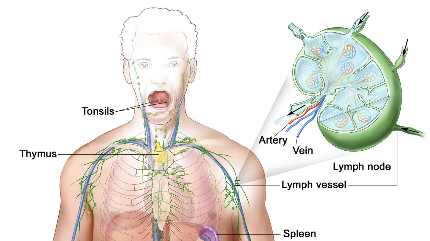 Illustration of the human lymphatic system. The diagram shows a male figure with parts of the lymphatic system labeled. Visible components include tonsils, thymus, spleen, lymph nodes, and lymph vessels. An inset magnifies a lymph node, showing an artery, vein, and lymph vessel. Another inset shows bone marrow, depicting blood cells.