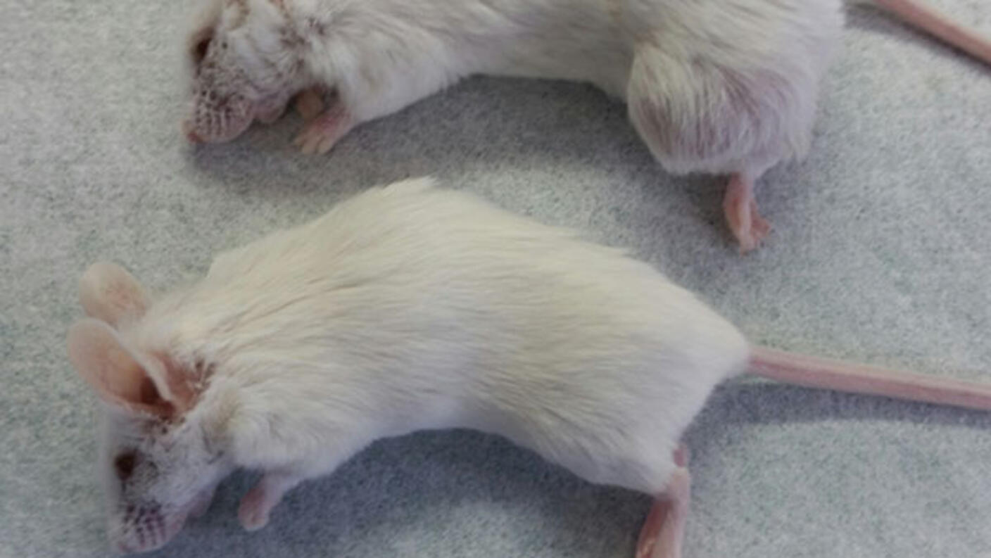 Two white mice laying on a table.