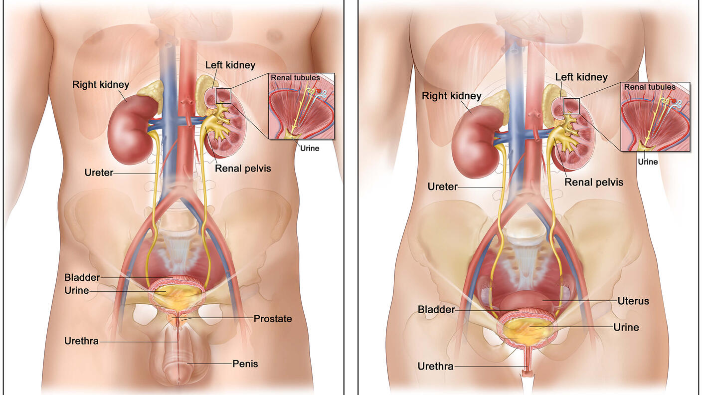 Anatomical diagrams comparing male urinary system (left) and female urinary system (right), showing kidneys, renal pelvis, ureters, bladder, urethra, and renal tubules. The left diagram also includes the prostate, while the right includes the uterus.