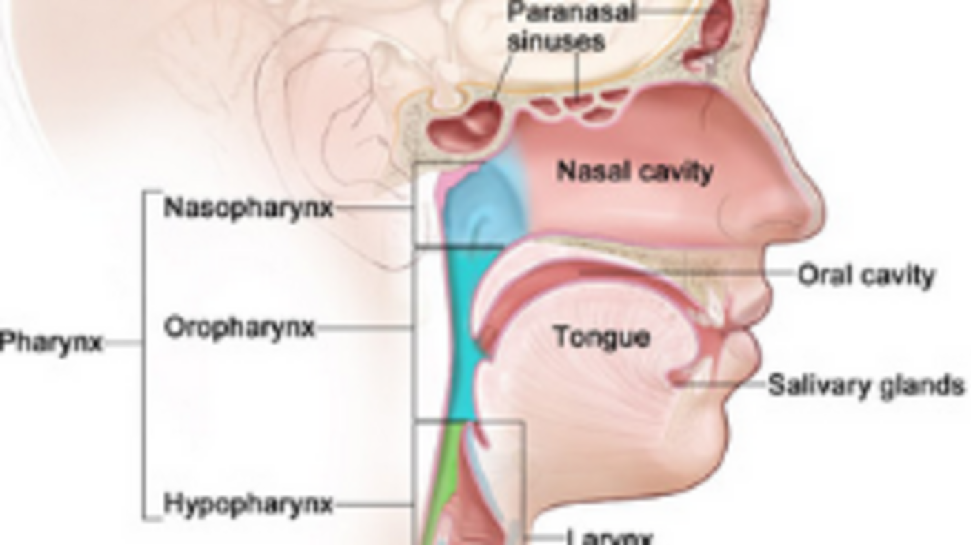 An illustrated cross section of the head and neck, labeled “Head and Neck Cancer Regions.” The illustration labels the paranasal sinuses, nasal cavity, oral cavity, tongue, salivary glands, larynx, and pharynx. The pharynx section further labels the nasopharynx, oropharynx, and hypopharnyx.