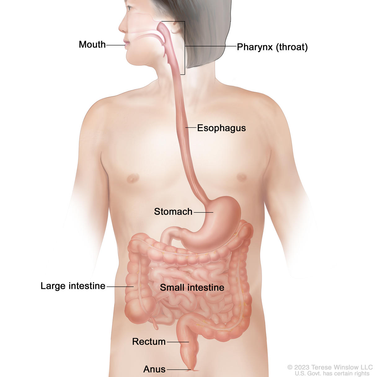 Anatomy of the digestive tract; drawing shows the mouth, pharynx (throat), esophagus, stomach, small intestine, large intestine, rectum, and anus.