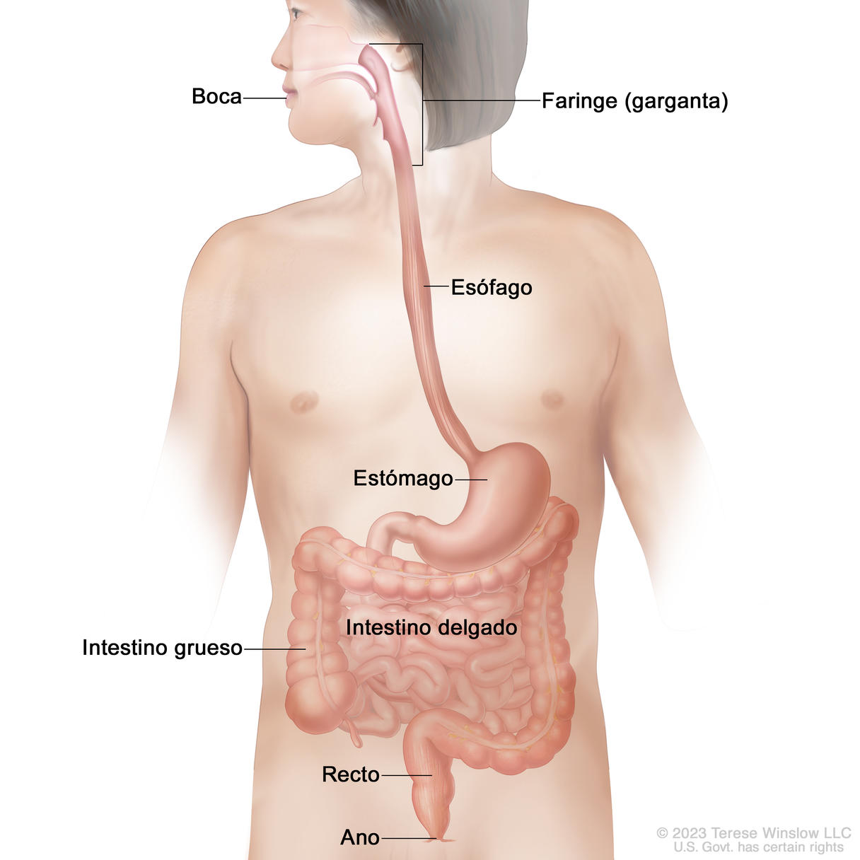 Anatomía del tubo digestivo. En la imagen se observan la boca, la faringe (garganta), el esófago, el estómago, el intestino delgado, el intestino grueso, el recto y el ano.